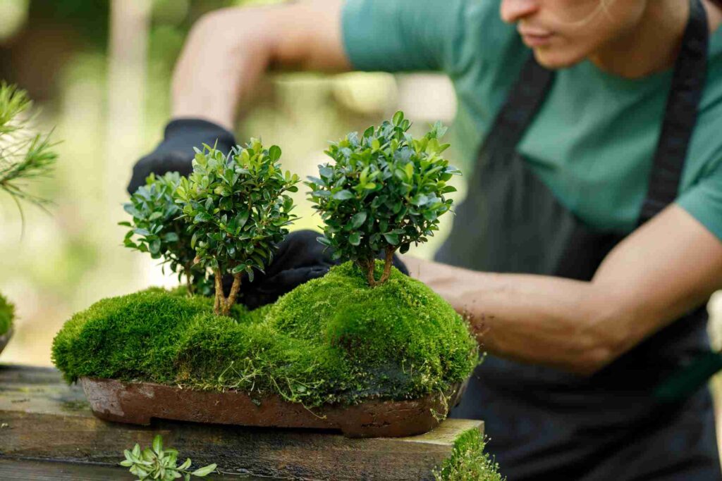 entretien bonsai