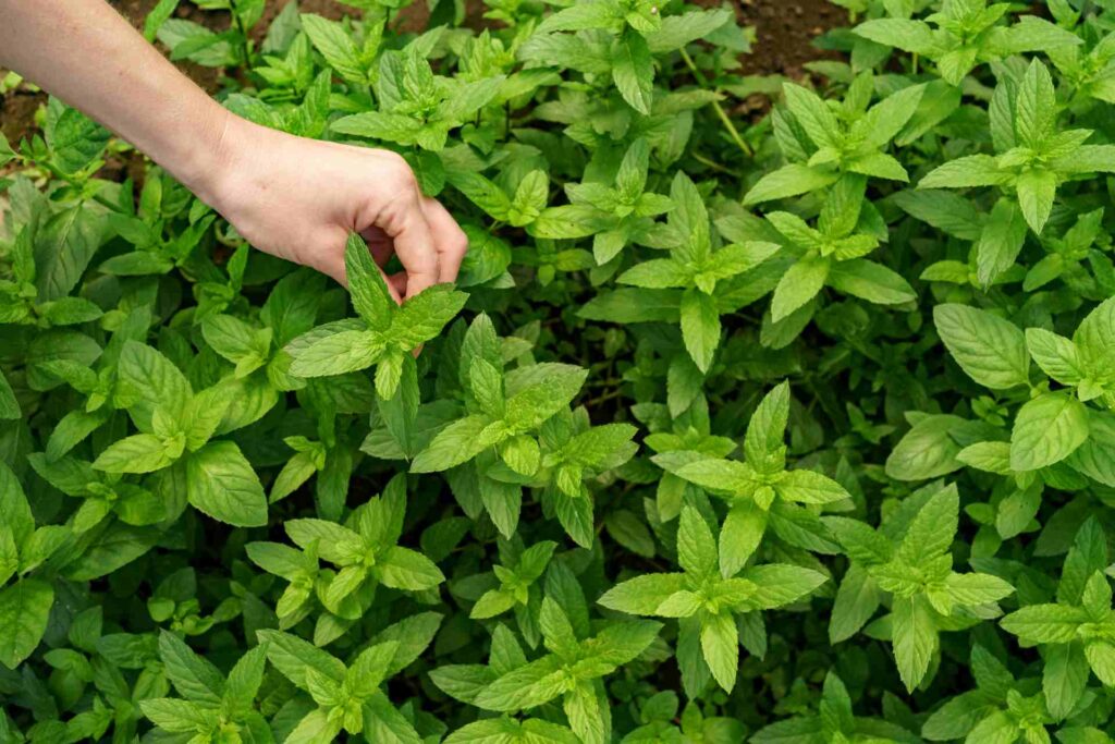 menthe verte- herbes aromatiques 